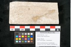 Foto (Objekt + Etikett) von Banksia ungeri Ettingshausen (NHMW-GEO-2024-0188-8144)